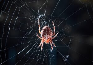 spider website crawler